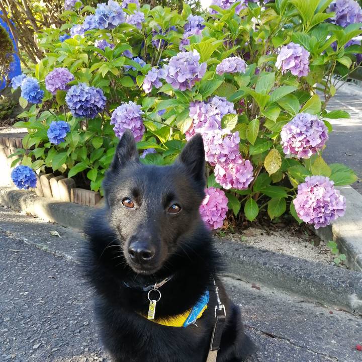 5aa4b009 4c24 47b8 a035 9fb70b75b223 1592862966473