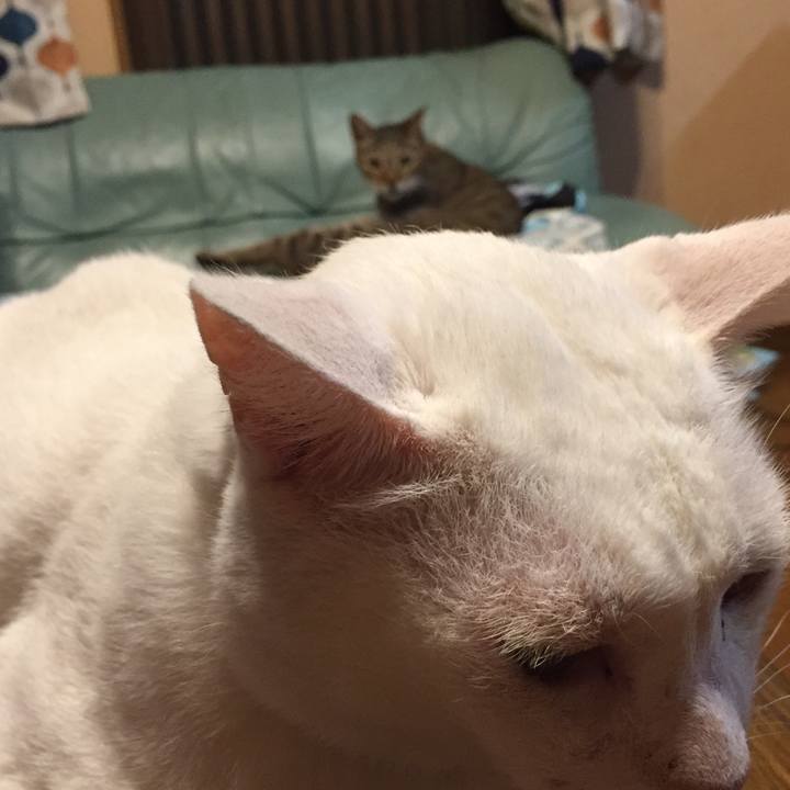 5aa54e06 fc8d 41a1 8456 99db483ffb72 1535541019029