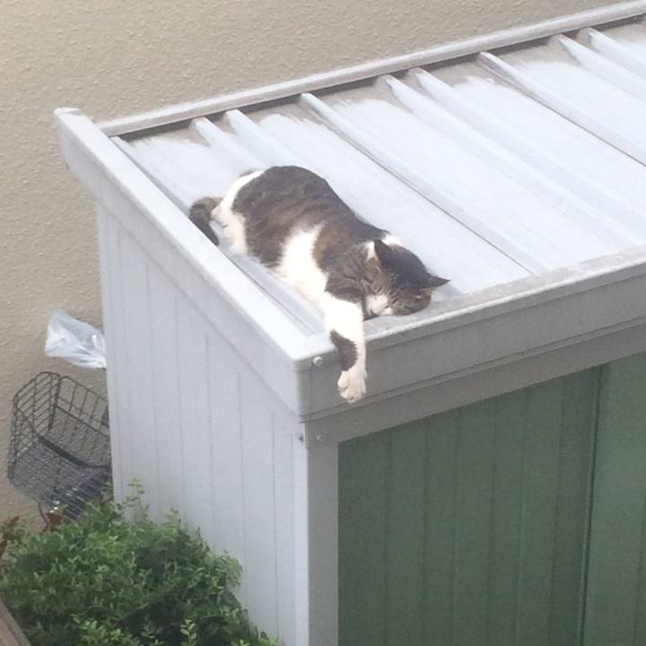 5ab091a7 3f1f 455a b34a 70d0a6d4e1a6 1526625443628