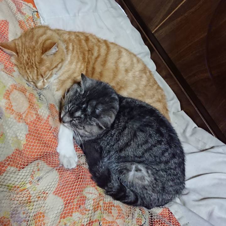 5ab346e0 aa6b 47de 903a 78e530c8665f 1584621154709