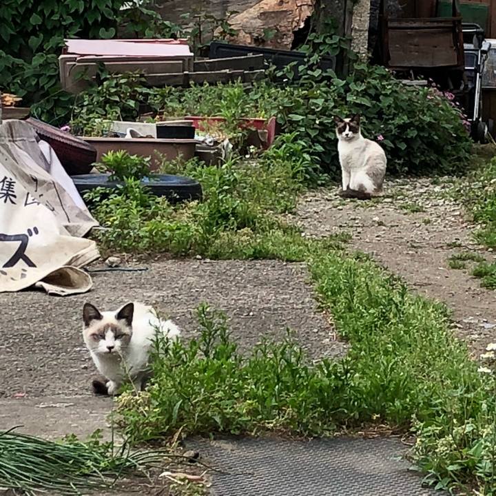 5ab36ee8 268d 4802 a724 015746a7d947 1525787415630