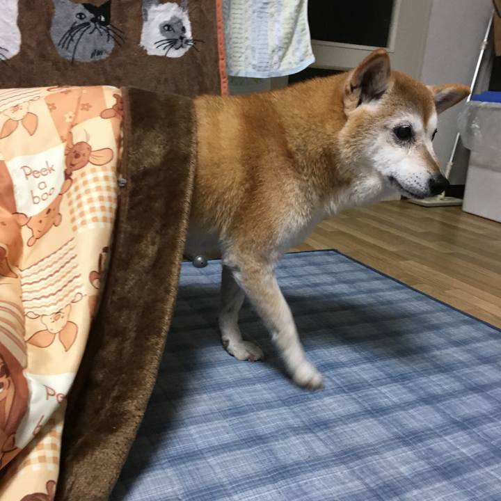 5ab75ee9 49f5 4871 a8d9 9ea9d85eef9b 1511185247031