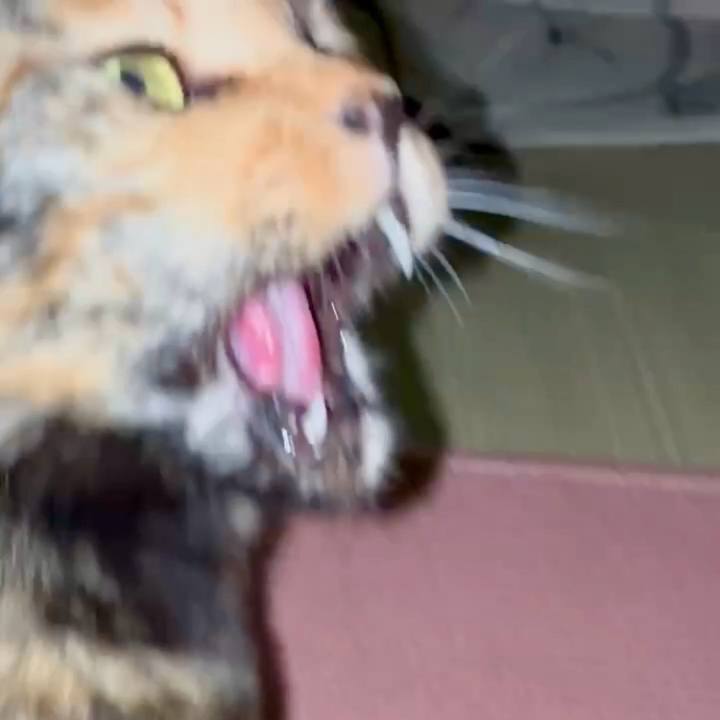 5ab79e49 4ea7 4dcc 92de 08326a45457a 1749151113519