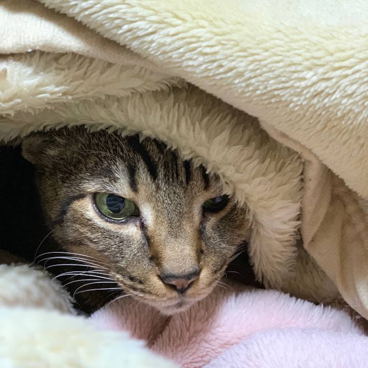 5abf848f 7ee3 4ac1 b20f 136ac19acdff 1544355529670