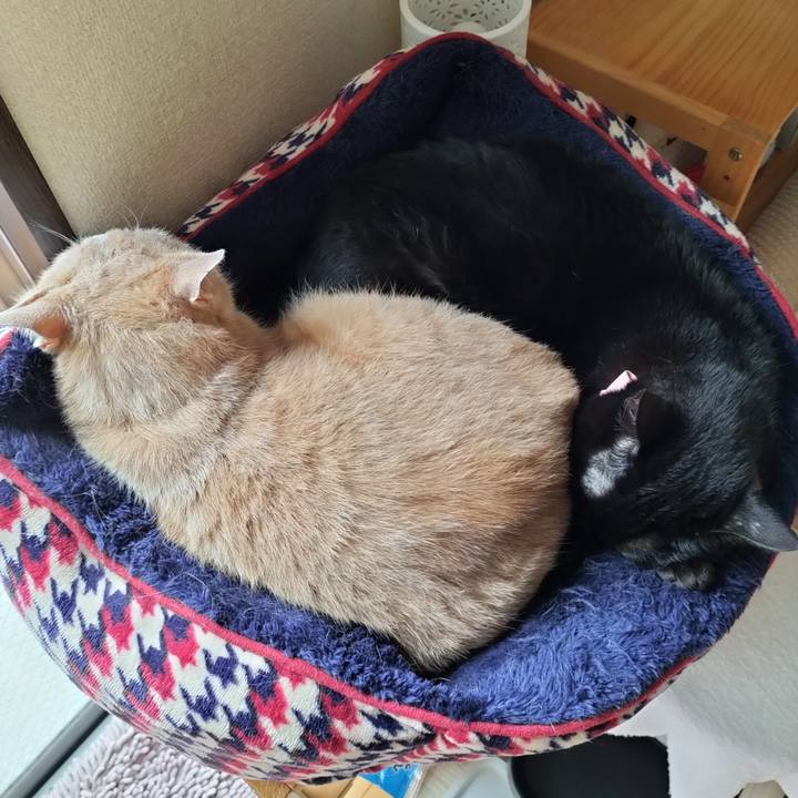 5ac03d29 9311 4371 a312 9beea63d6309 1651189262626