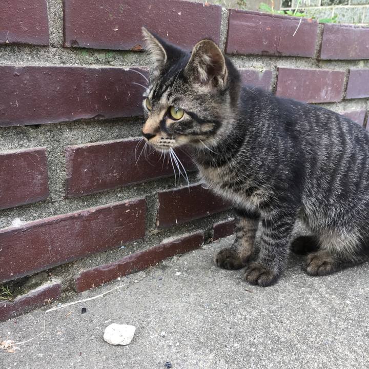 5ac2645f 8f08 4e4d bb4d f90a51b4d646 1539521840118