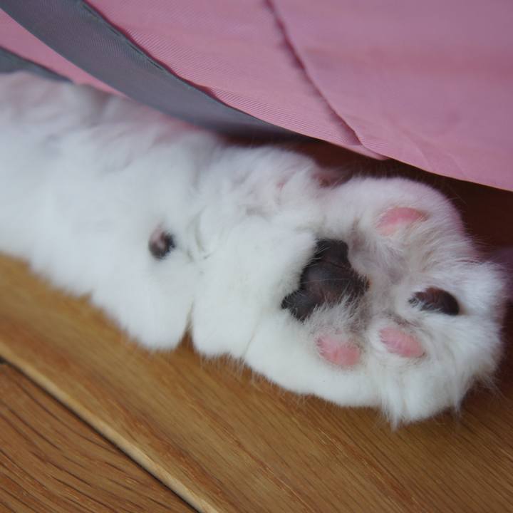 5ac2b07a 636f 46e3 aad1 66ce67de9328 1534288242553