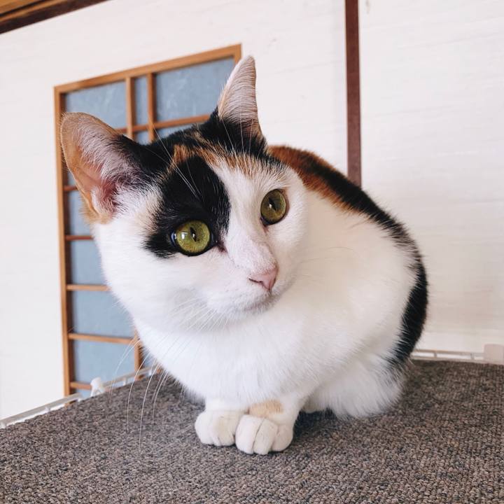 5ac4aff4 e75b 41c2 9c16 ba97f08e109f 1555209788928