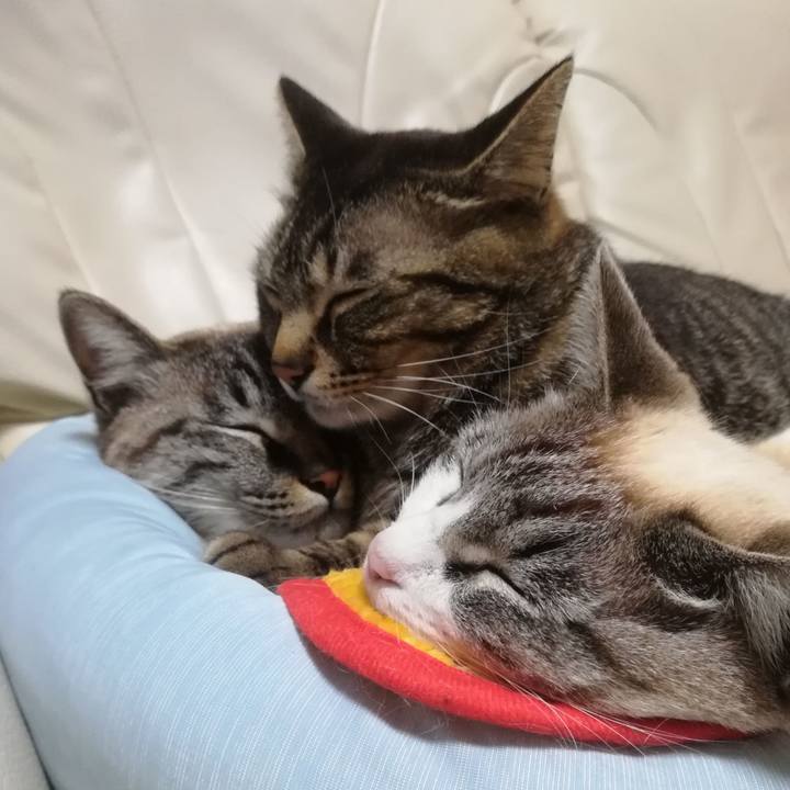 5ac70174 8d0b 4ce0 aee8 4d3a1317a7b8 1523270575391