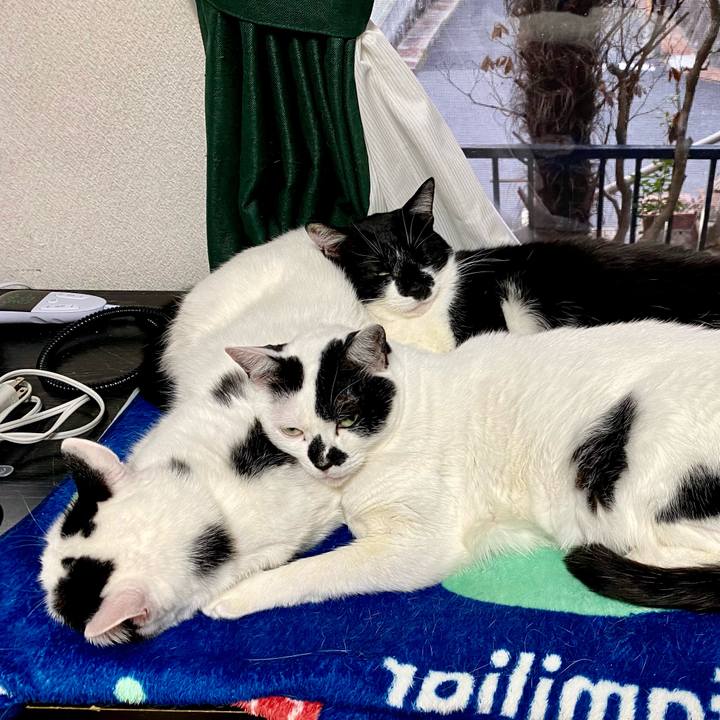 5ac87083 f50f 4e38 bcb3 f3019a83b74a 1641368296319