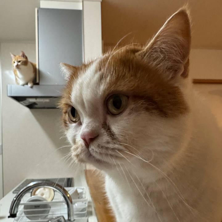 5ac88964 78c5 4e9a b149 7795f03d0b71 1769418444872