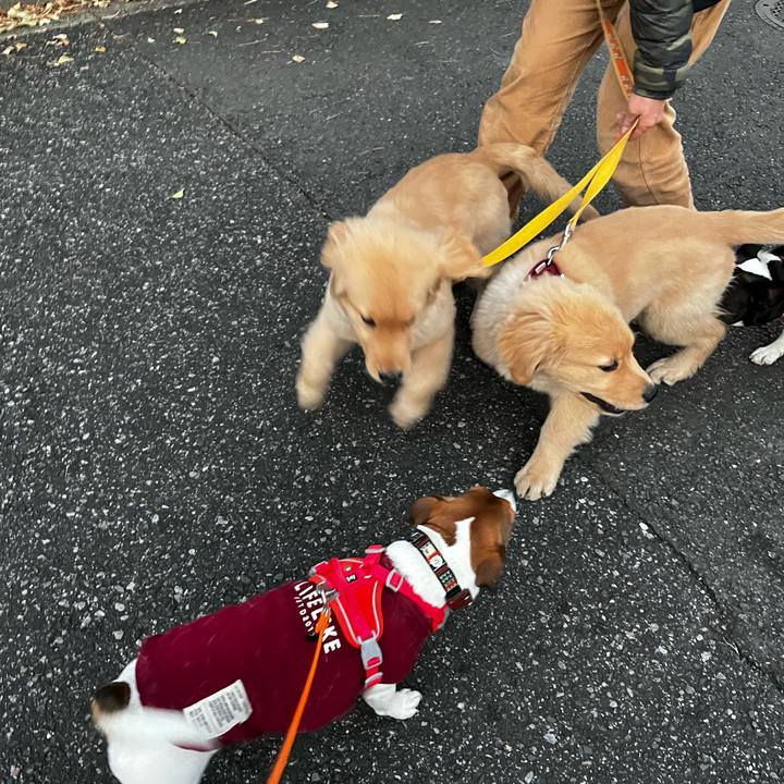 5ac8ed03 45fb 4ee9 ae2a 34435060e585 1737895250062