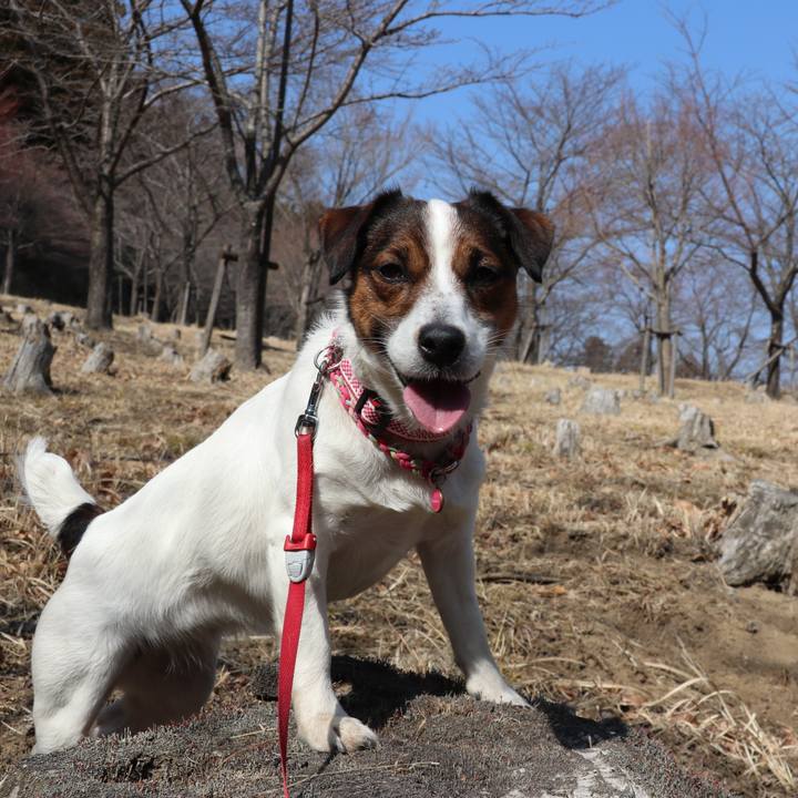 5ac91044 5a67 4452 a513 ff1ba1e52bad 1519463564115