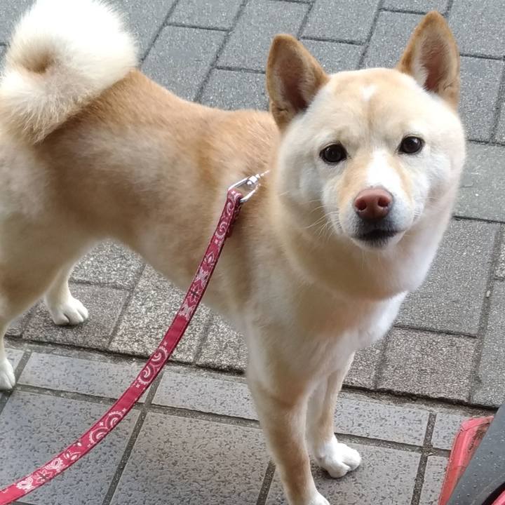 5ac92e51 e98a 4e70 8268 6dd68e013586 1551510027237