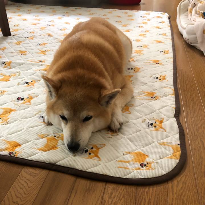 5acba4d2 2839 44c2 beca 39168effbc8f 1590042120368