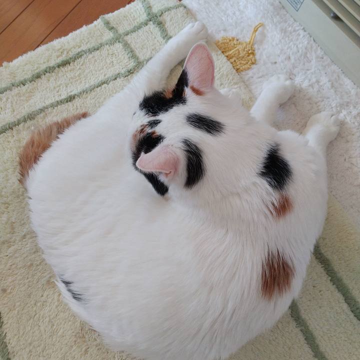 5acbfd49 a982 494d 9285 20349207c3e2 1702855121758