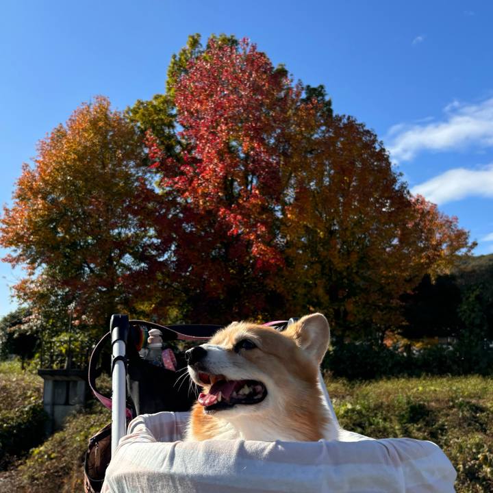 5acc1cd1 27b7 4e8a 9b41 0e828c106593 1732163089587