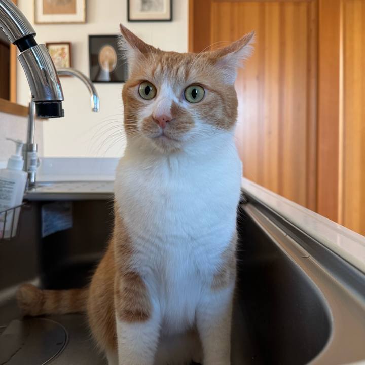 5acc4bf0 88d2 4ee8 afd9 09481476cf70 1770258914671