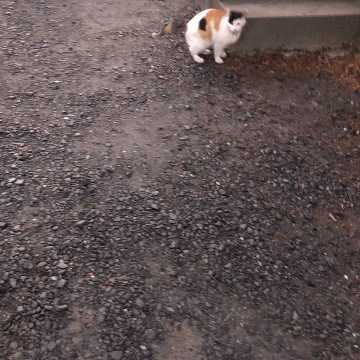 5acecd1e f506 4acc 9bdf d8c66f3c7a4d 1610663043737