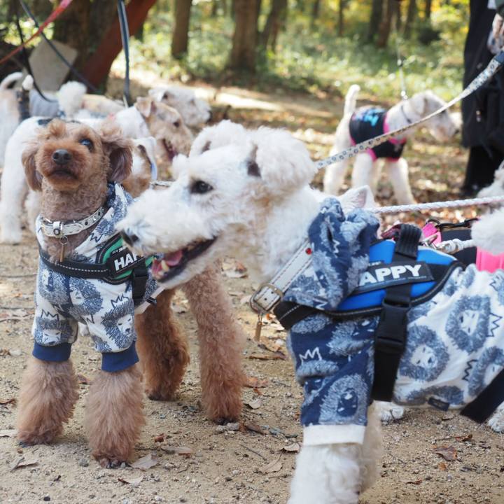 5acf725c 0d5c 4716 83c3 e63a935d0588 1541917828278