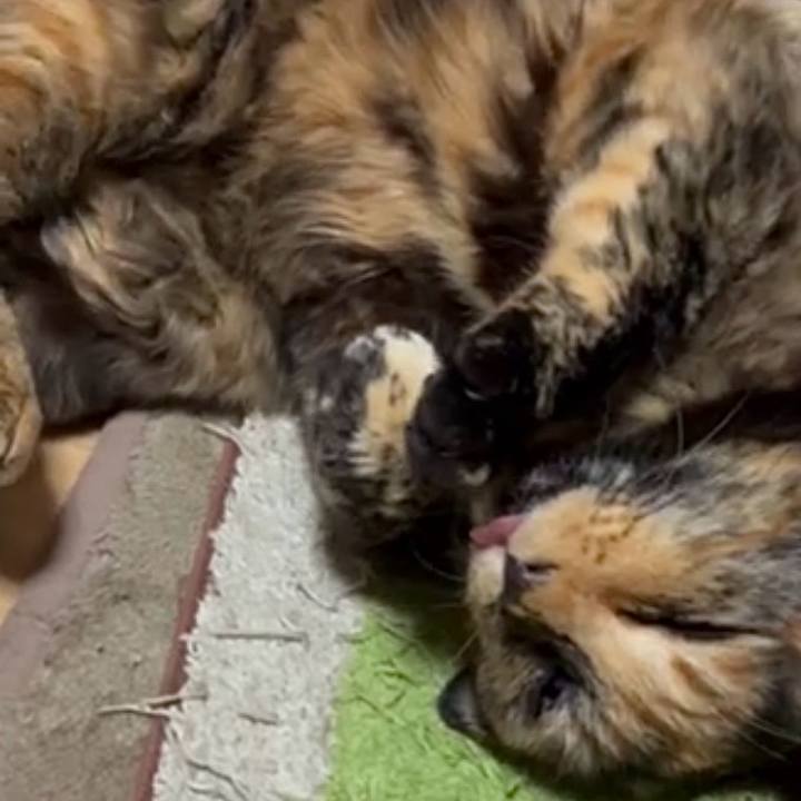 5acf813e 04df 4021 8235 b7653cf50a52 1775765565391