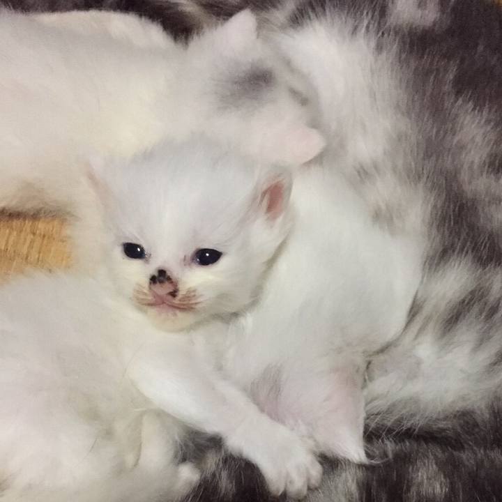 5ad2755f 0911 460b b1a6 7884ec20a0b4 1517733760582