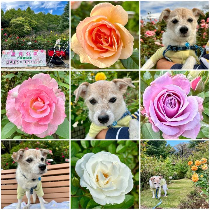 5ad36e69 617f 40ab b68a 7360b5271071 1761201933624