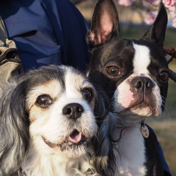 5ad3ce92 ae93 45f9 87e9 d84c08fd81c9 1552342196816