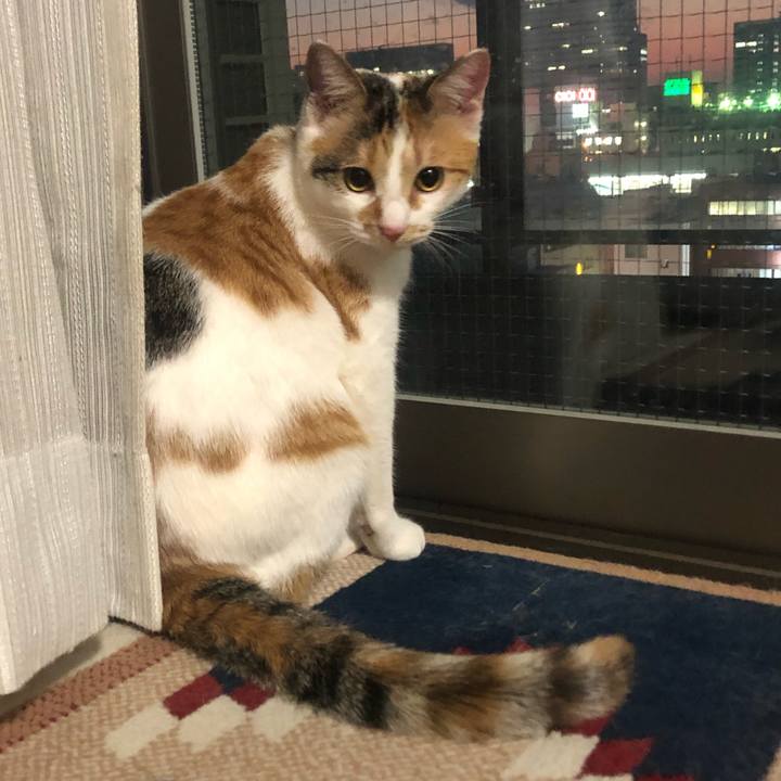 5ad3ebc4 0570 4cc9 afea 436d5f99137d 1578903619917