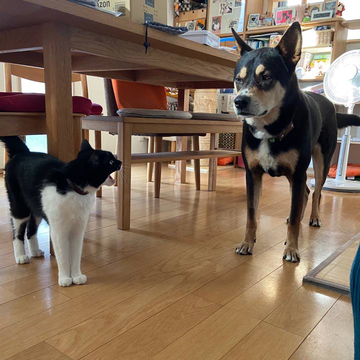 5ad411e6 db07 4a15 b183 5259ef36d1d4 1687240613830