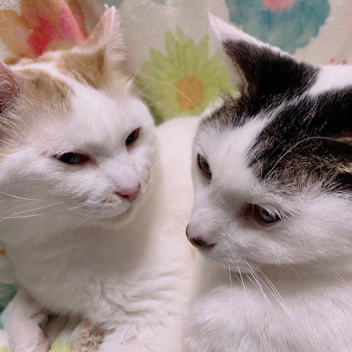 5ad428b5 b04d 41f9 8f37 422de02204a8 1650036700876