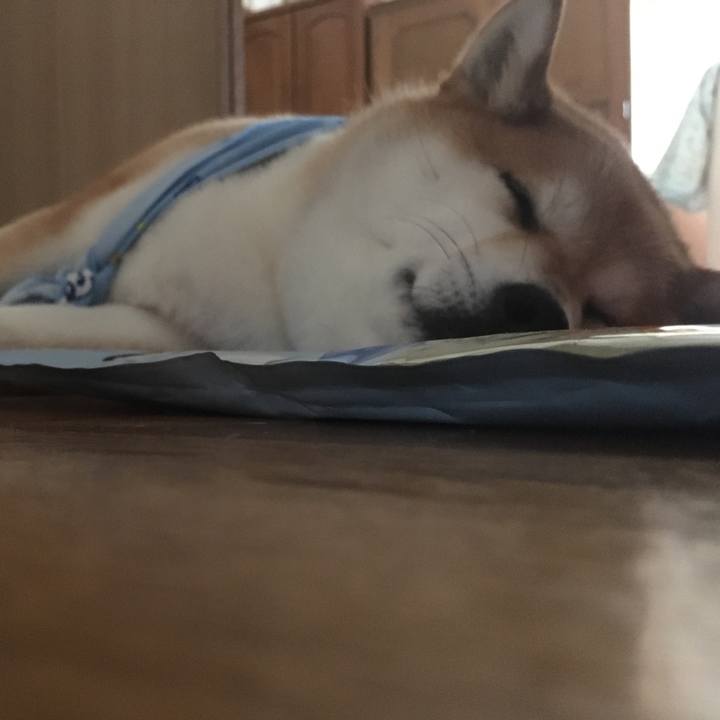 5ad43fcb 5815 4368 9bf0 570e4a41d648 1596425622799