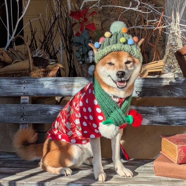 5ad718ad 89dc 42db bc3b d2927ae3c85b 1733813877378