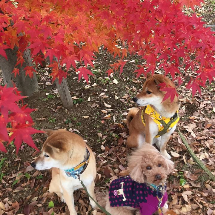 5adc568c d961 4693 af4f 71e3a3fbf107 1511767672510