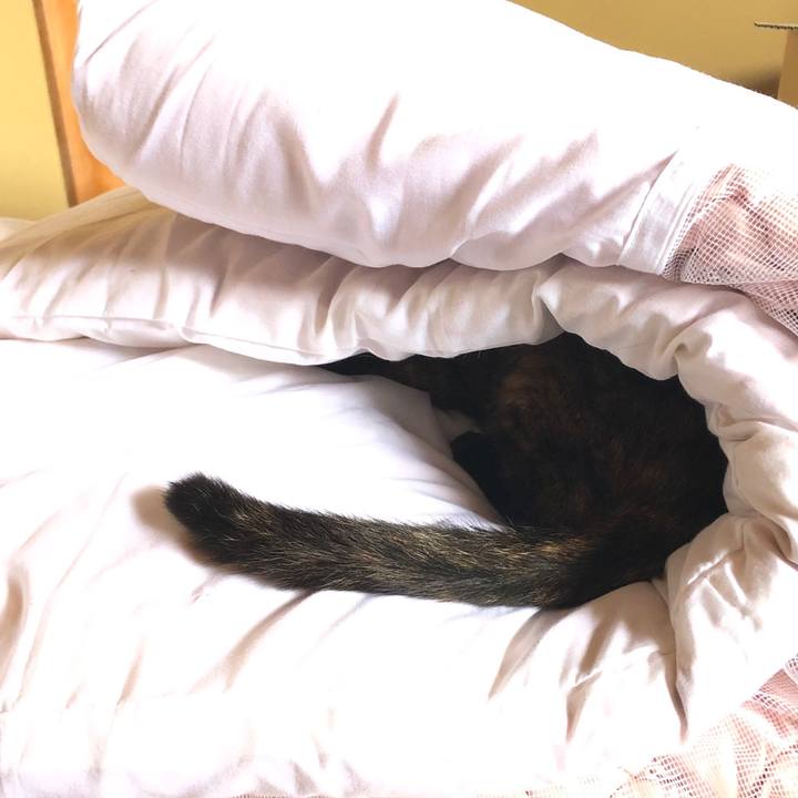 5ae1e269 0cf3 460c 9b70 9f8e8752dbde 1622439894433