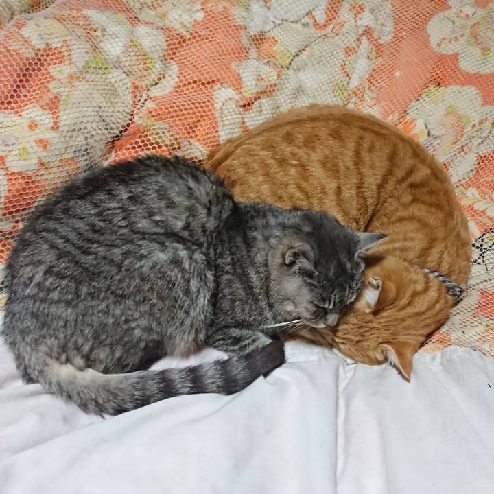 5ae39de6 f6ba 494a a078 27f52f2e0a8e 1574944881555