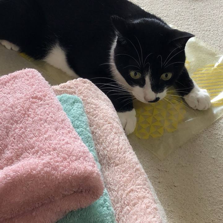 5ae460b0 ac86 4875 a50d af9fcf5a8dc1 1534376313799