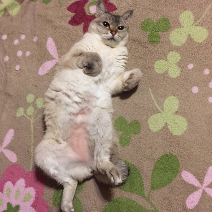 5ae7e113 4ba6 4a84 a1d7 21a2c6d42607 1526556651971