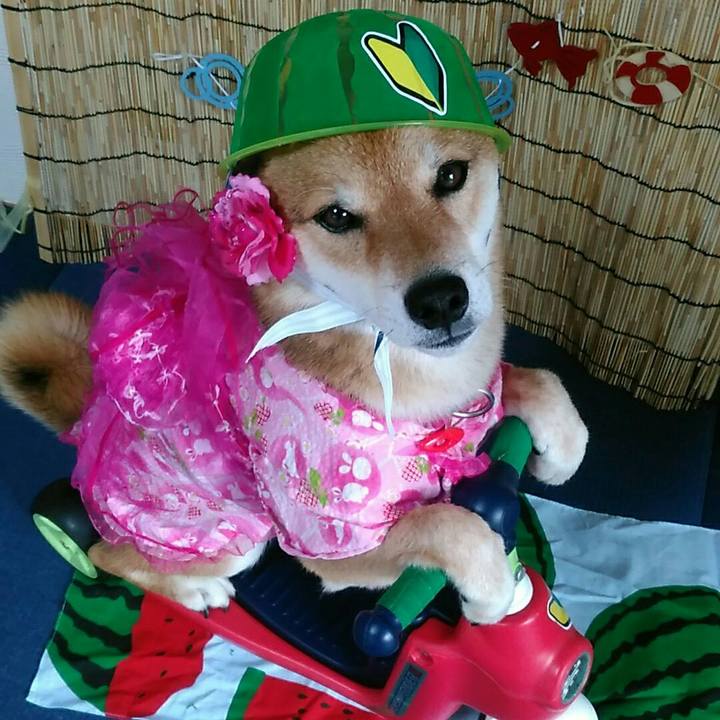 5ae930fb 9a1a 4b74 992c 4ee8945e5aec 1565922529334