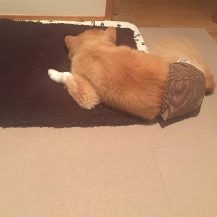 5aeb475a 1122 4b57 bea4 9b6d2039e81d 1636363553175