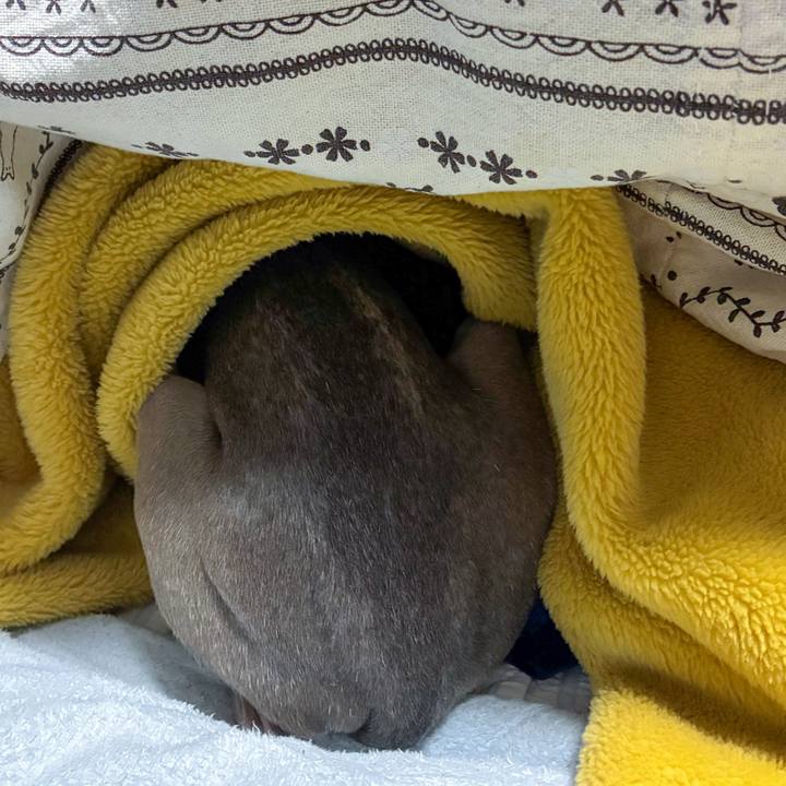 5aed08fe 3322 4f3c b413 3d0c776e105a 1766739781843