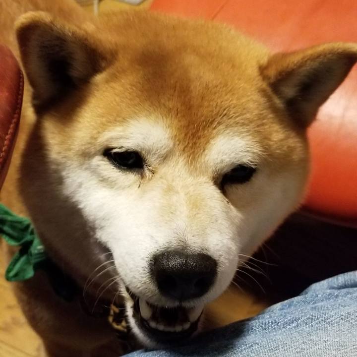 5aef9838 ceb7 49a4 9eed d4b00a16947d 1522491674673