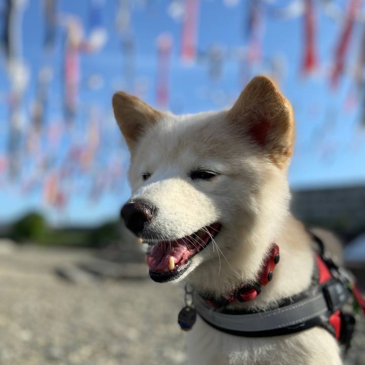 5aefa29d 7f2b 4d98 91de 39ae4f878ec2 1683293133614