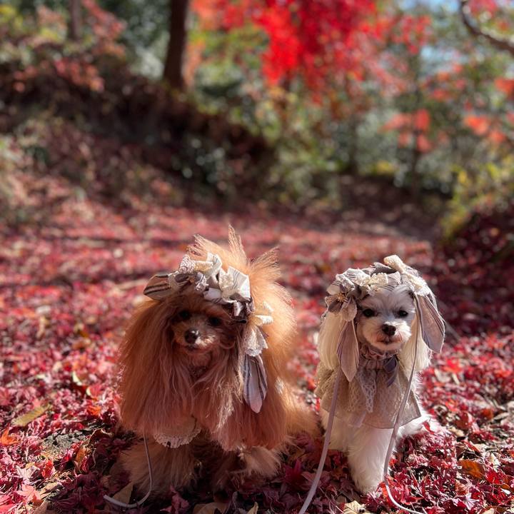 5af14084 c011 45fa ae0f fd21f438b581 1702359350899