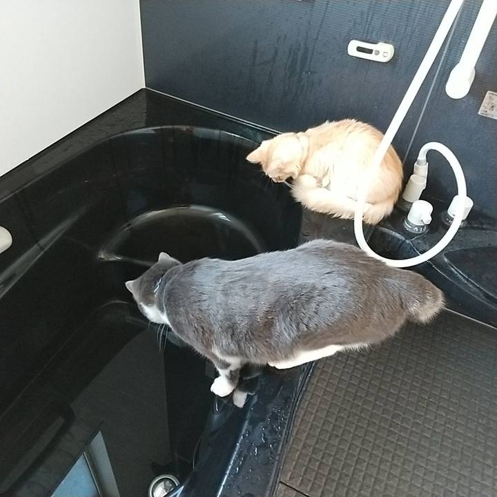 5af27a9a bd71 447f a921 46ca4d7d6cf2 1613178778724