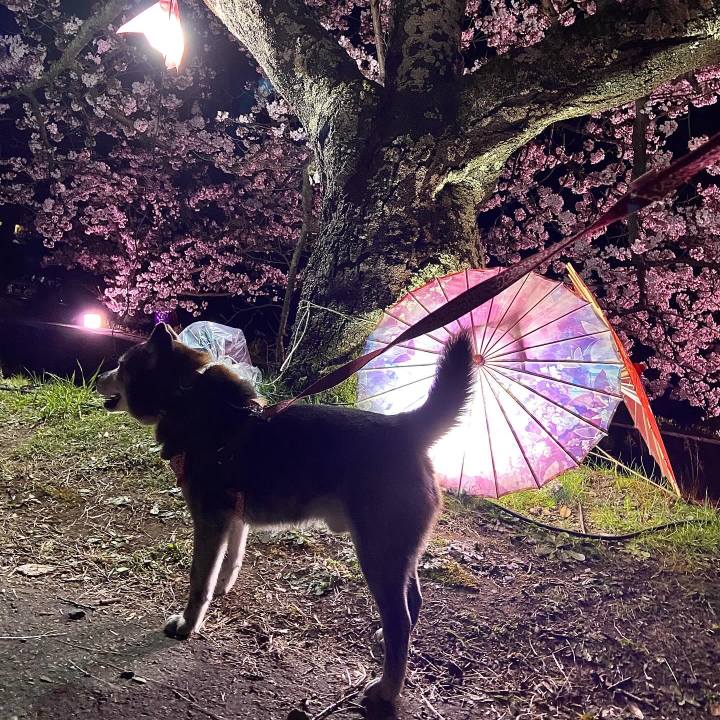 5af34012 03f2 4b54 acf2 98aac6f07e4d 1713100177924