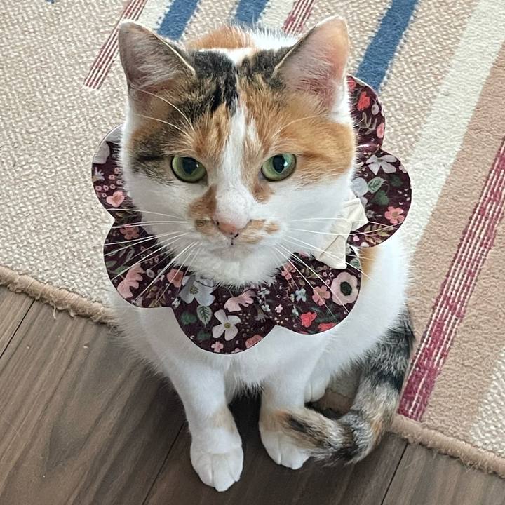 5af3ca7e c685 47b5 8bc7 ee2c1b38c9e7 1731540976799