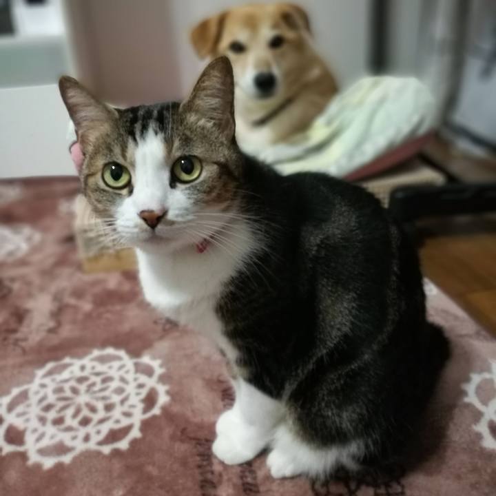 5af7f10d 9191 4d4d b2f3 c499f428f99a 1516276076859