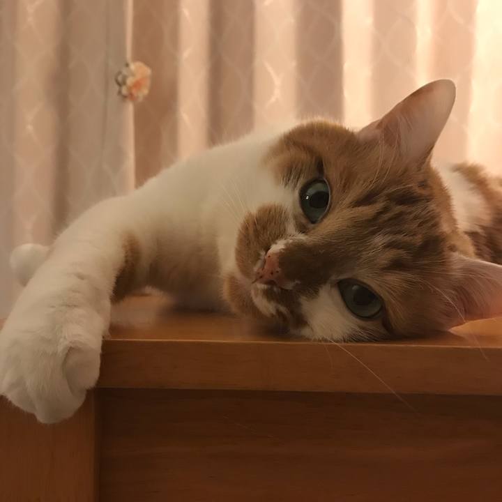 5afa6664 00da 4e7f 9222 67608a929ae5 1553511216534