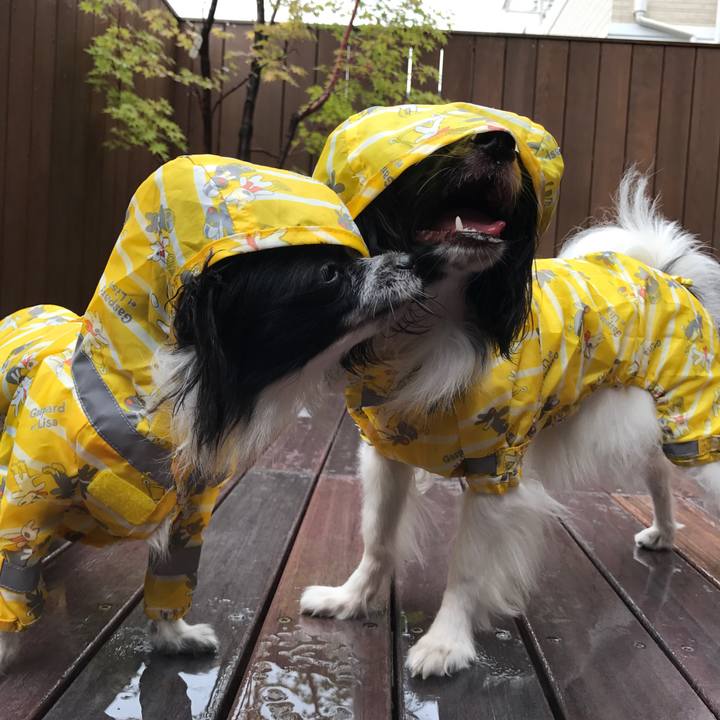 5afda3f2 c8bb 4678 8485 303231a967a4 1508045506006